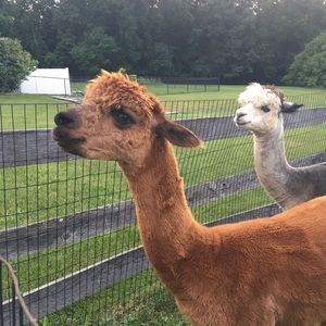 Meet your Posher, Julia